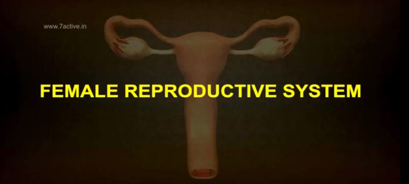 The Female Reproductive System of Humans