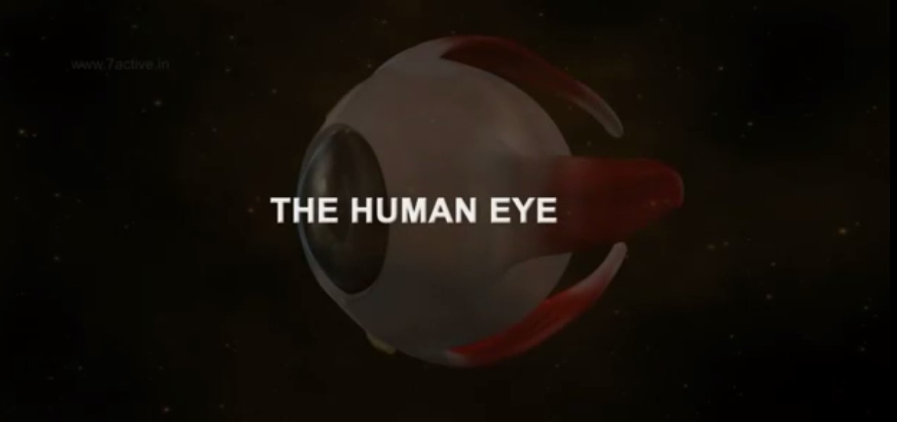 The Human Eye